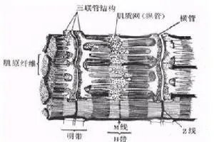 肌管系统结构示意图