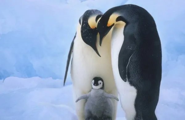 penguin是什么意思