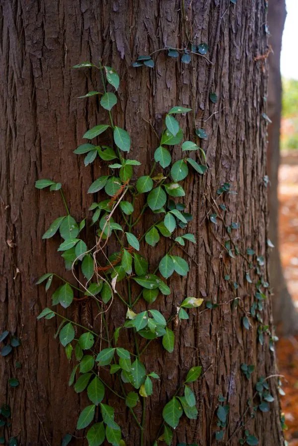 杉木根的功效与主治