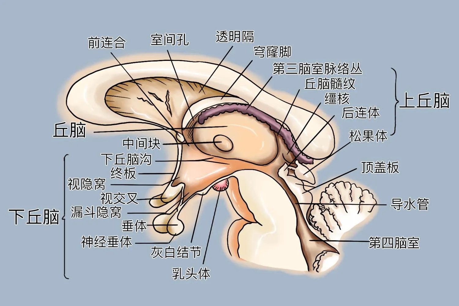间脑五个部分的结构图