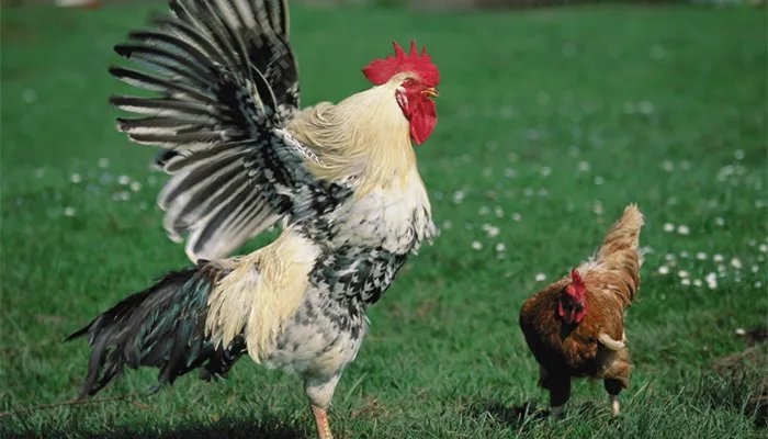 鸡鸣狗盗的主人公是谁