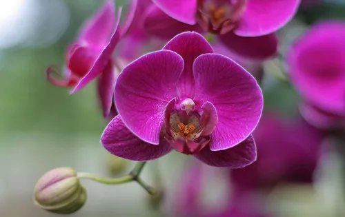 新加坡国花图片及介绍  新加坡国花代表着哪些含义