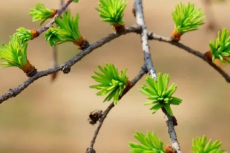 日本落叶松长什么样子?都有哪些形态特征呢?