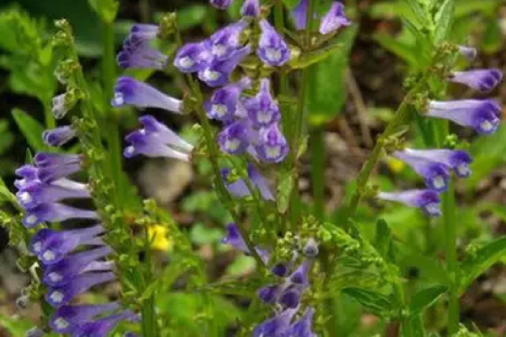 半枝莲图片大全