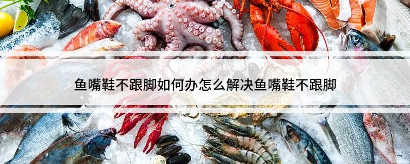 鱼嘴鞋不跟脚如何办 怎么解决鱼嘴鞋不跟脚