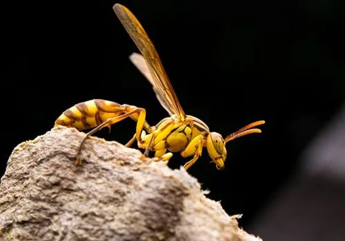 农妇遭马蜂蜇垂危家人正四处筹款  被大马蜂蛰了怎么处理