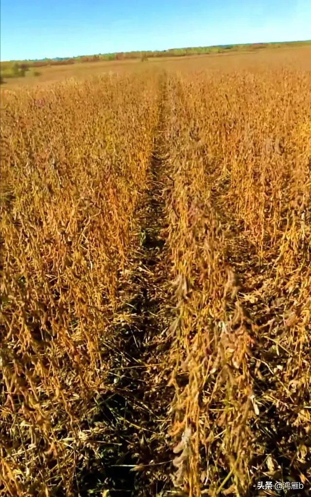 袁隆平院士逝世,为什么很多人很悲伤?