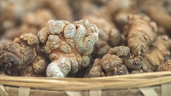 黄精的功效与作用及食用方法