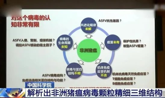 中国解析猪瘟病毒：这到底是怎么回事？