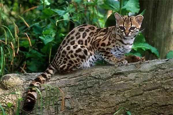 草原斑猫:野猫的中国亚种,食肉动物性情暴躁