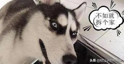 为什么那么多网站，还是有人愿意花钱去看电影等？