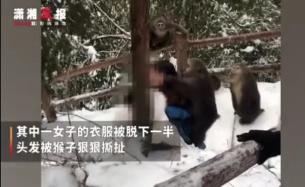 女子登山遭猴子薅头发扒衣服，文旅局对此有何回应？