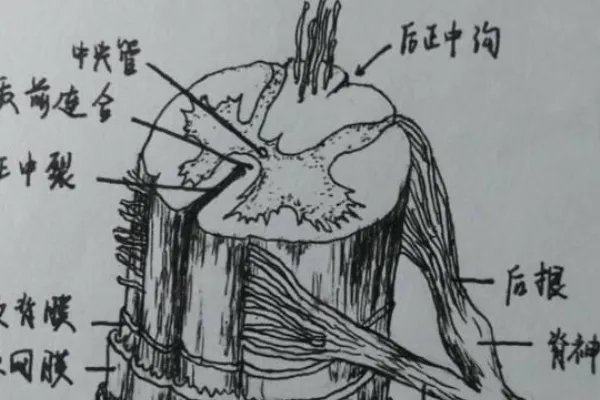 识记是什么意思