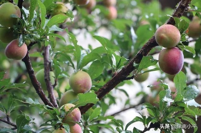 今日芒种，农村种植的果树近期的管理要点有哪些？