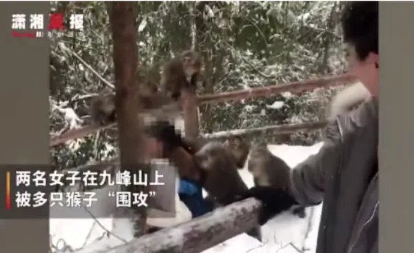 女子登山遭猴子薅头发扒衣服，文旅局对此有何回应？