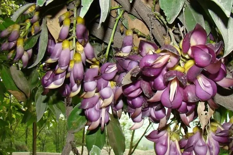 野生牛马藤图片