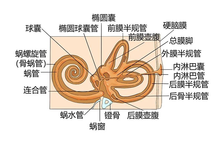 耳朵部位图解大全