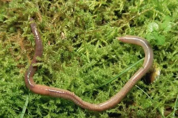 十大生命力最强的动物排行 骆驼上榜,第一在真空状态下也能生存