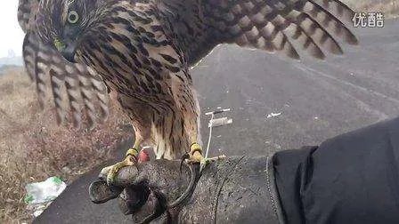 鸡鹰和兔鹰区别