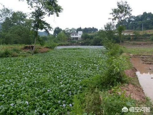 如何防治外来生物入侵？