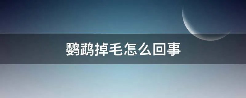 鹦鹉掉毛怎么回事