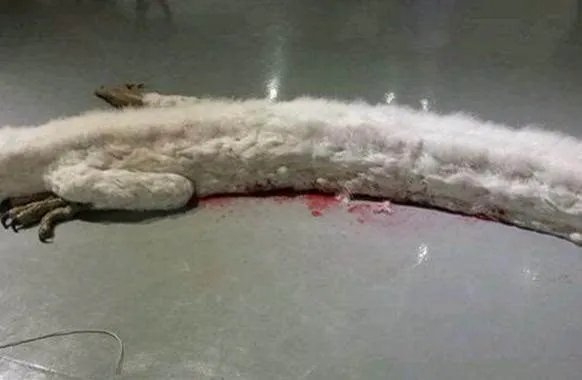 震惊!村民修路竟挖出千年真龙!(图)