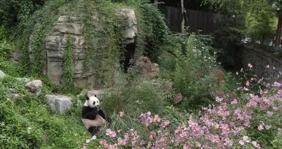 旅美大熊猫的现状如何，若回国的话会面临哪些困难？