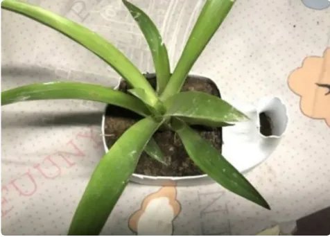 洗衣液瓶子做简易花盆制作方法图片大全