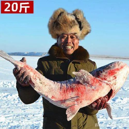 查干湖头鱼是什么鱼