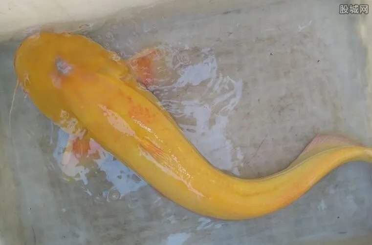 男子钓金黄大怪鱼 被以10000元人民币收购