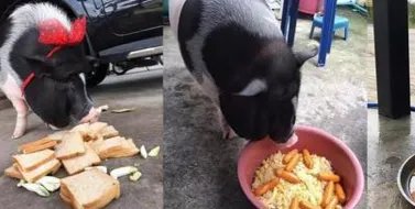 把母猪当女朋友来养是怎么回事?