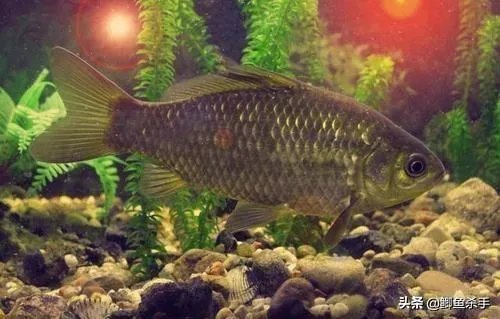 下雨天河边钓鱼，打鱼窝有没有效果，知道的老铁能否分享下经验？