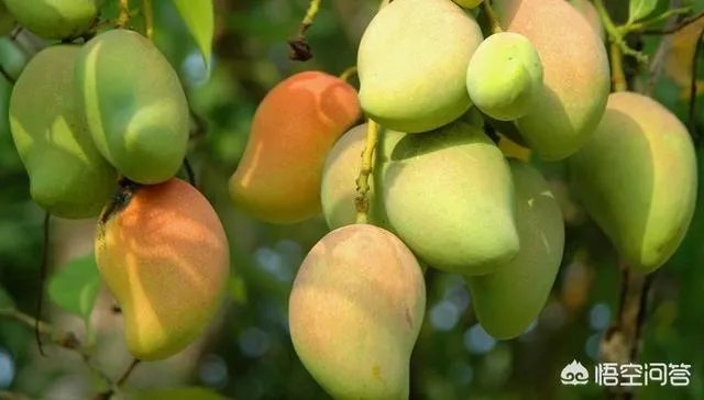 海南有什么特产？