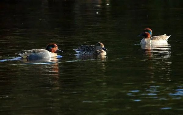 上海现美洲绿翅鸭和本土绿翅鸭大小相似不?