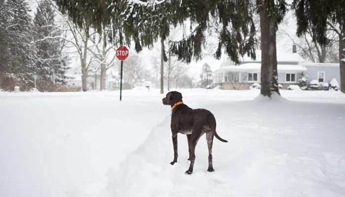 世界最丑的狗品种排名 墨西哥无毛犬有多丑
