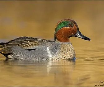 上海现美洲绿翅鸭和本土绿翅鸭大小相似不？