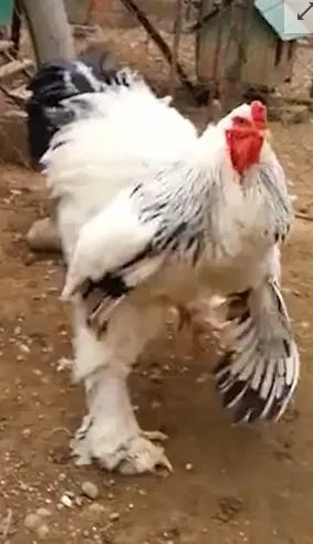 科索沃婆罗吸摩鸡体型巨大吓坏网友是怎么回事?
