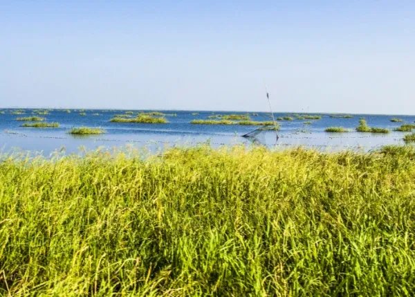 越冬候鸟迁徙高峰即将到来，鄱阳湖湖区密集实施生态补水，目前情况如何？