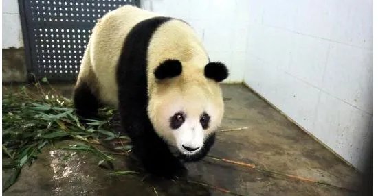 熊猫苏苏去世了吗？