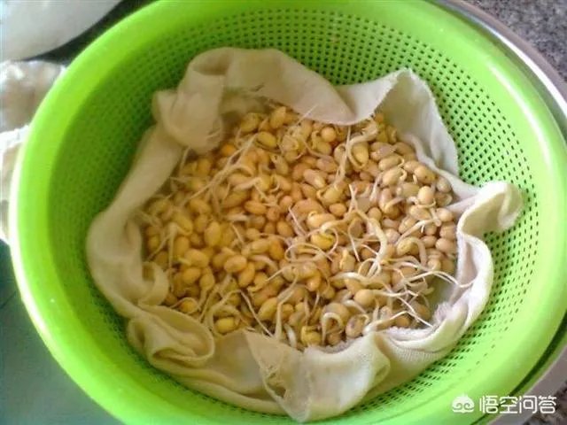 怎样生产豆芽?