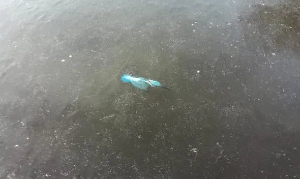 翠鸟抓鱼遭冰封后发生了什么事情？