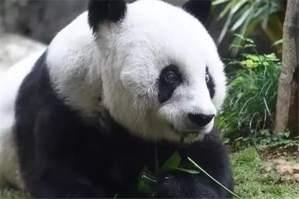 全球最长寿圈养大熊猫去世，导致这只大熊猫死亡的因素有哪些？