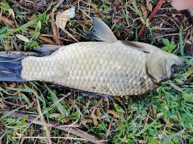 下雨天河边钓鱼，打鱼窝有没有效果，知道的老铁能否分享下经验？