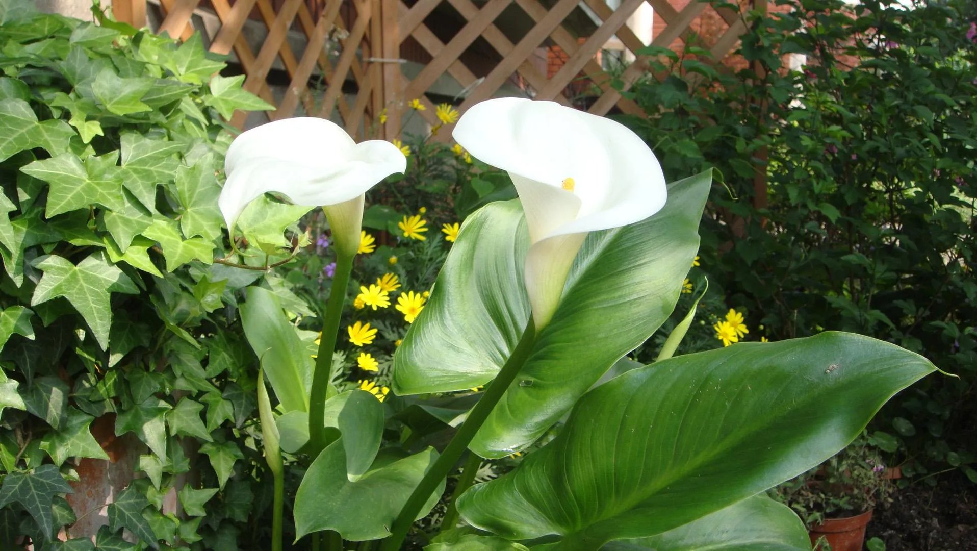 马蹄莲属的介绍