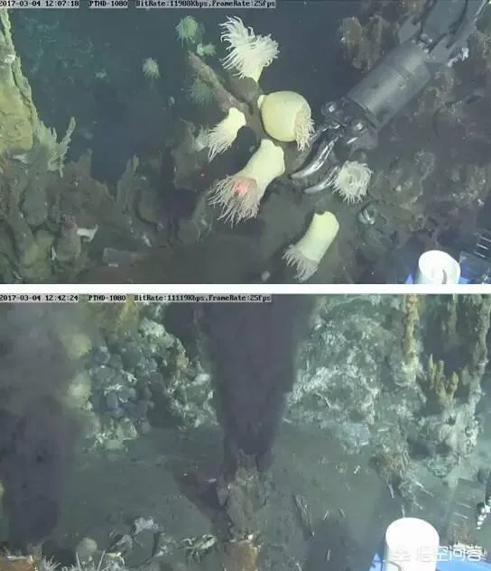 据说高温可杀死非洲猪瘟病毒，有什么依据吗？