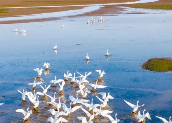越冬候鸟迁徙高峰即将到来，鄱阳湖湖区密集实施生态补水，目前情况如何？