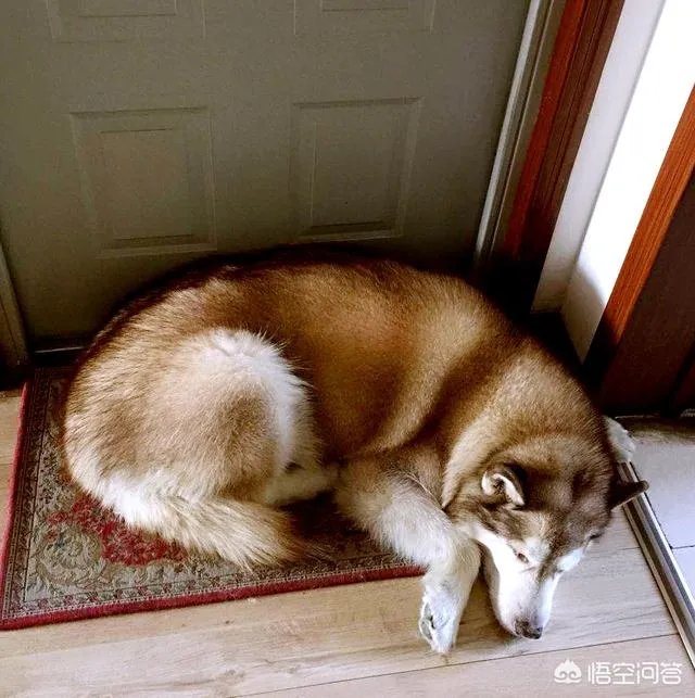 狗的寿命只有十几年，狗狗去世了会很痛苦，那么你还会养狗吗？