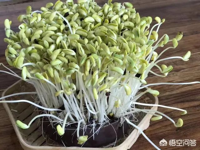 怎样生产豆芽?
