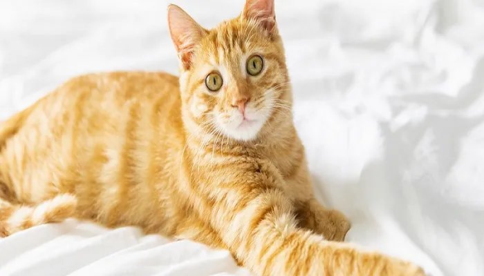 红小胖snoopy是什么猫 异国短毛猫的血统起源