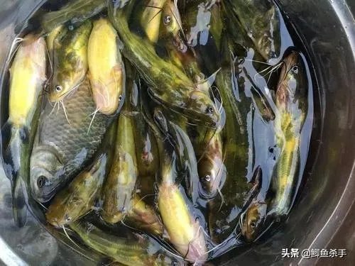 下雨天河边钓鱼，打鱼窝有没有效果，知道的老铁能否分享下经验？